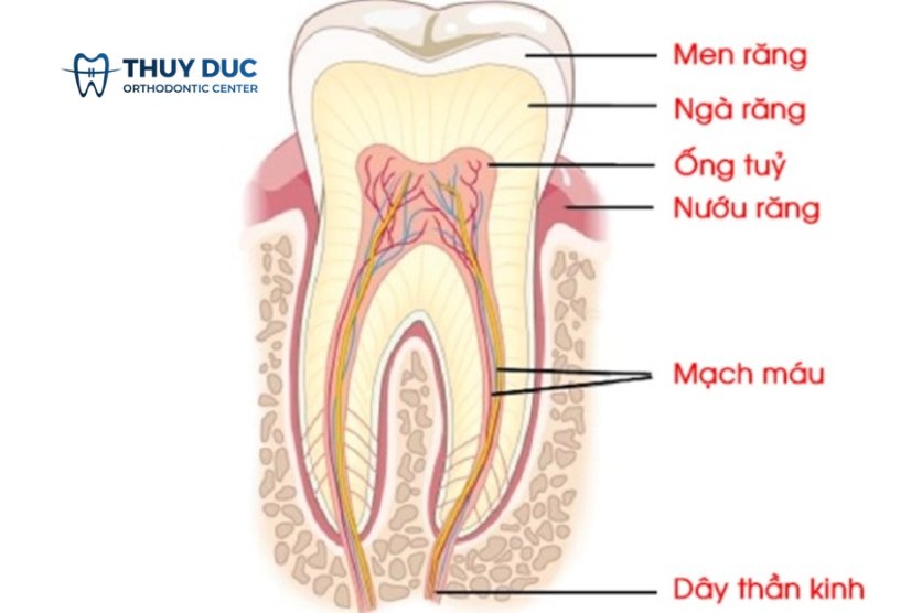 Cấu tạo của răng số 7 hàm dưới 1