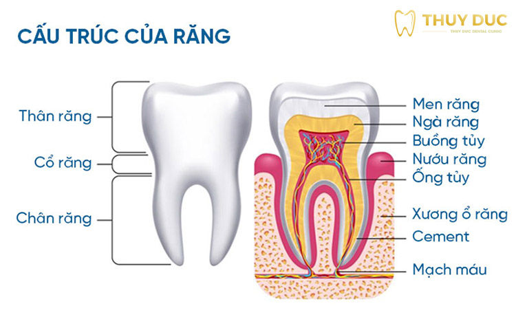 Tìm hiểu cấu tạo cụ thể của mỗi chiếc răng 1