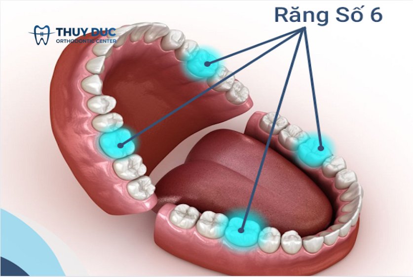 Tìm hiểu vị trí, cấu tạo, chức năng của răng số 6 1