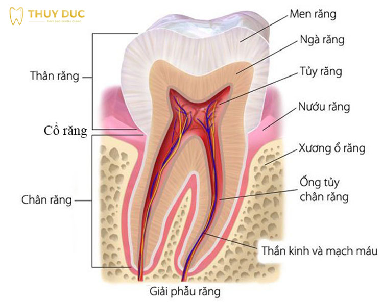 Tìm hiểu vị trí, cấu tạo, chức năng của răng số 6 1