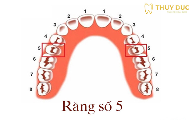 Răng 5 là gì và vị trí của nó trong hàm?
