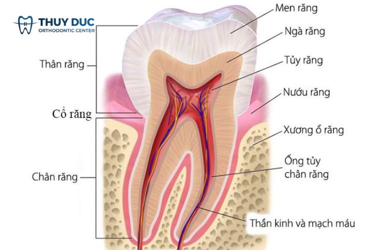 Ê buốt răng là gì? 1