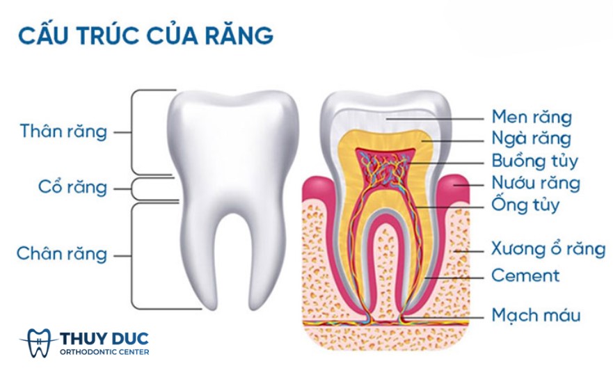 Tìm hiểu cấu tạo cụ thể của mỗi chiếc răng 1