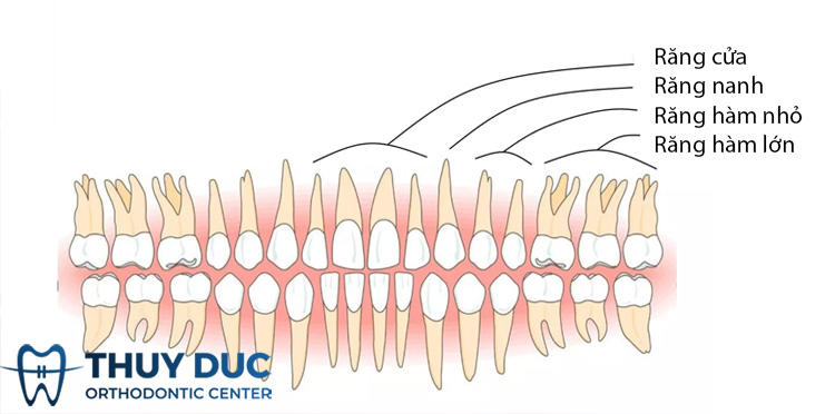 Hàm răng bình thường ở người trưởng thành có bao nhiêu cái? 1