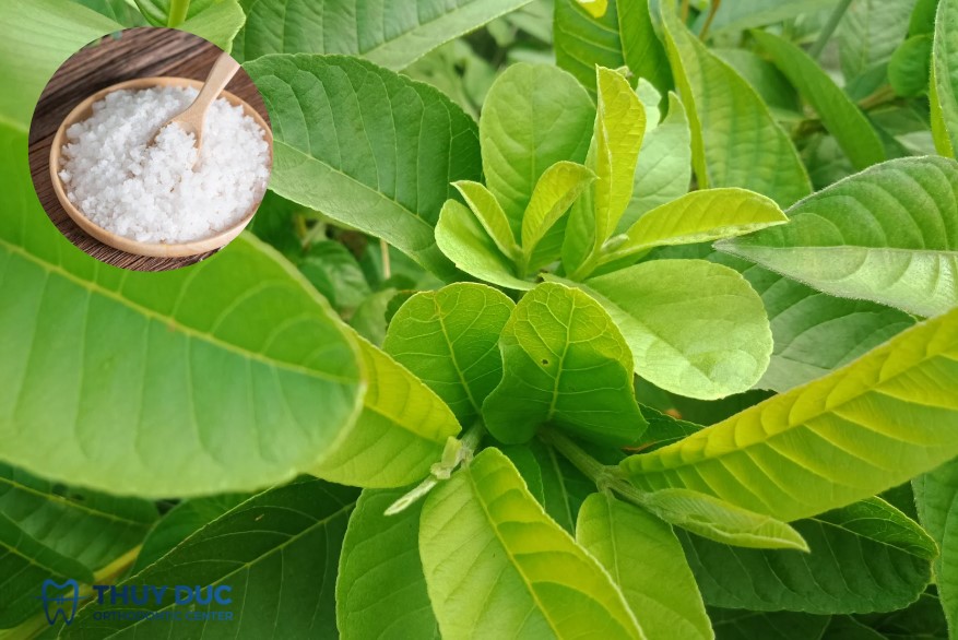 Nhai lá ổi tươi với muối 1