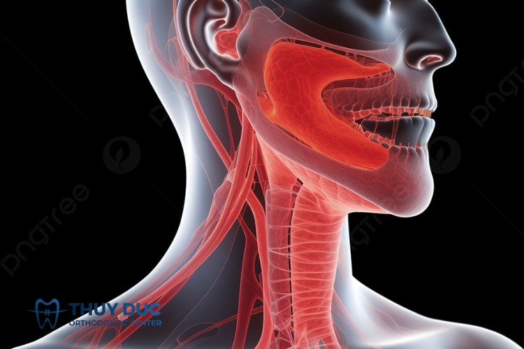 Vị trí và cấu tạo của khoang miệng 1