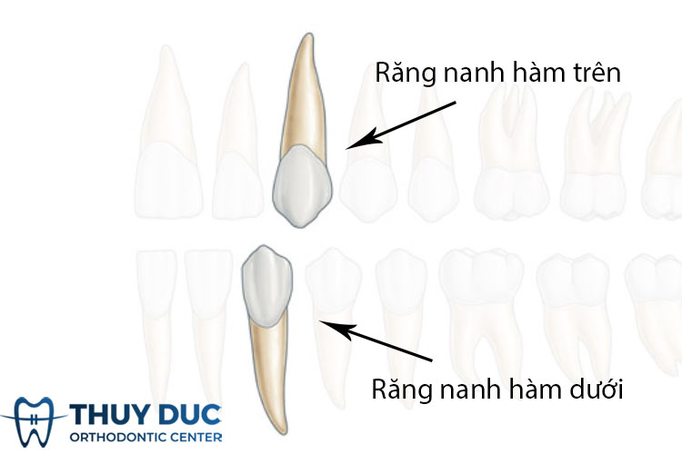 Đặc điểm cấu tạo, hình dáng của răng nanh 1