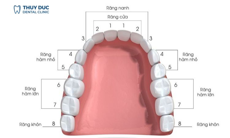 Vai trò của răng số 4 và số 5 1