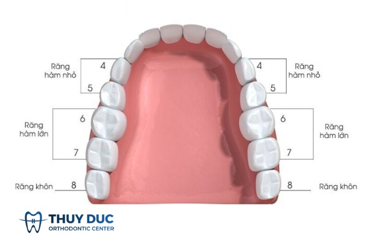 Răng cối là răng nào? 1