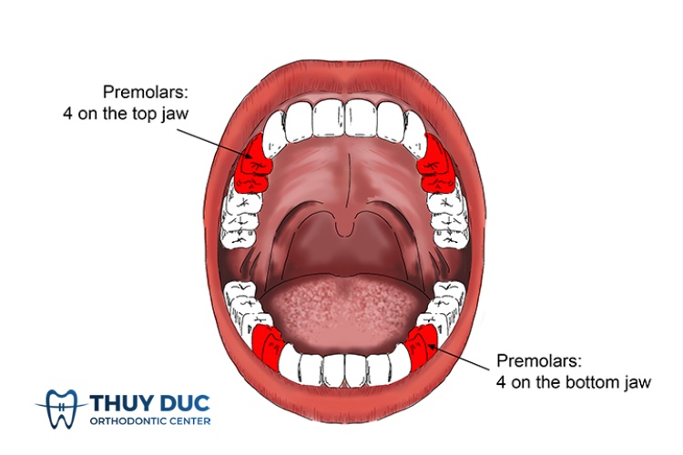 Răng cối nhỏ 1