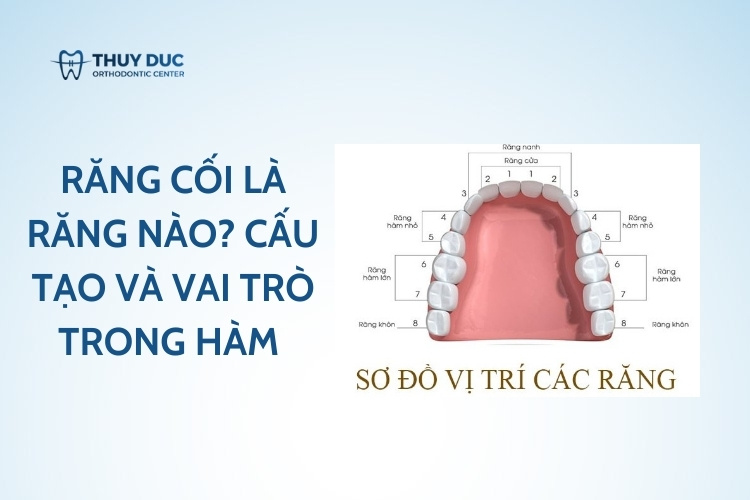 Răng cối là răng nào? Cấu tạo và vai trò trong hàm 1