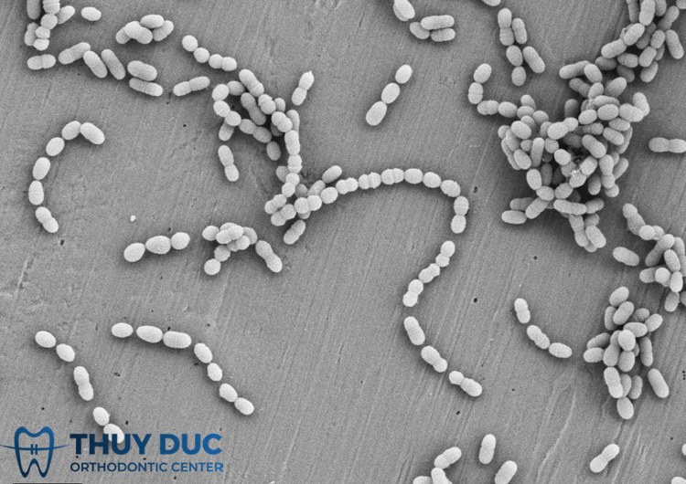 1. Streptococcus mutans 1