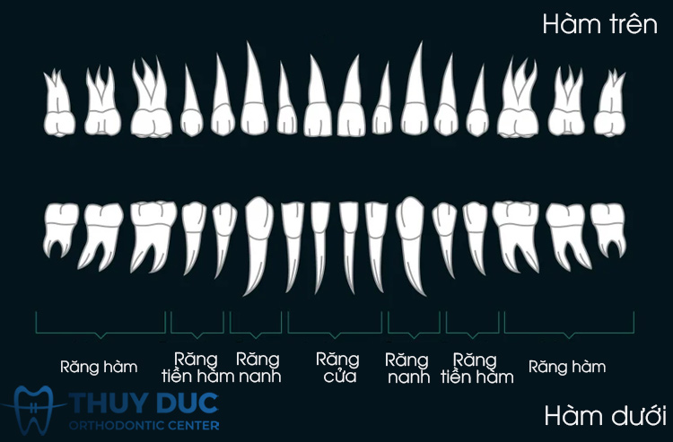 2. Phân loại răng trong khoang miệng 1