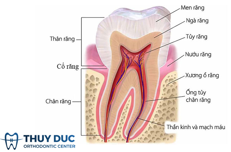 3. Cấu trúc cơ bản của răng 1