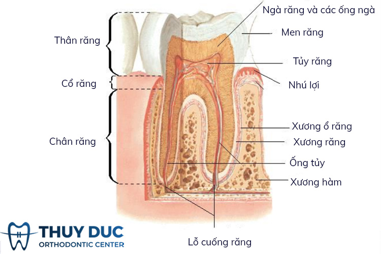 1.1. Vị trí trong cấu trúc răng 1