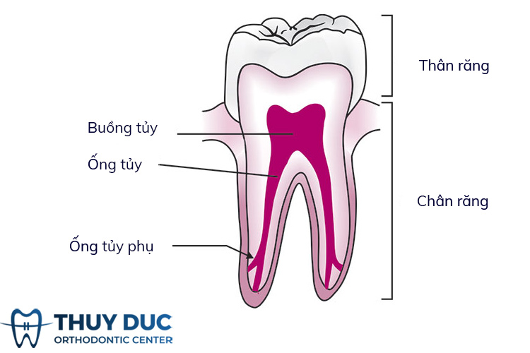 2.2. Phân loại tủy răng theo vị trí 1