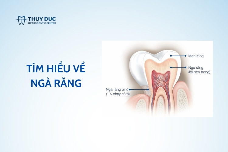 1. Tủy răng là gì? 1