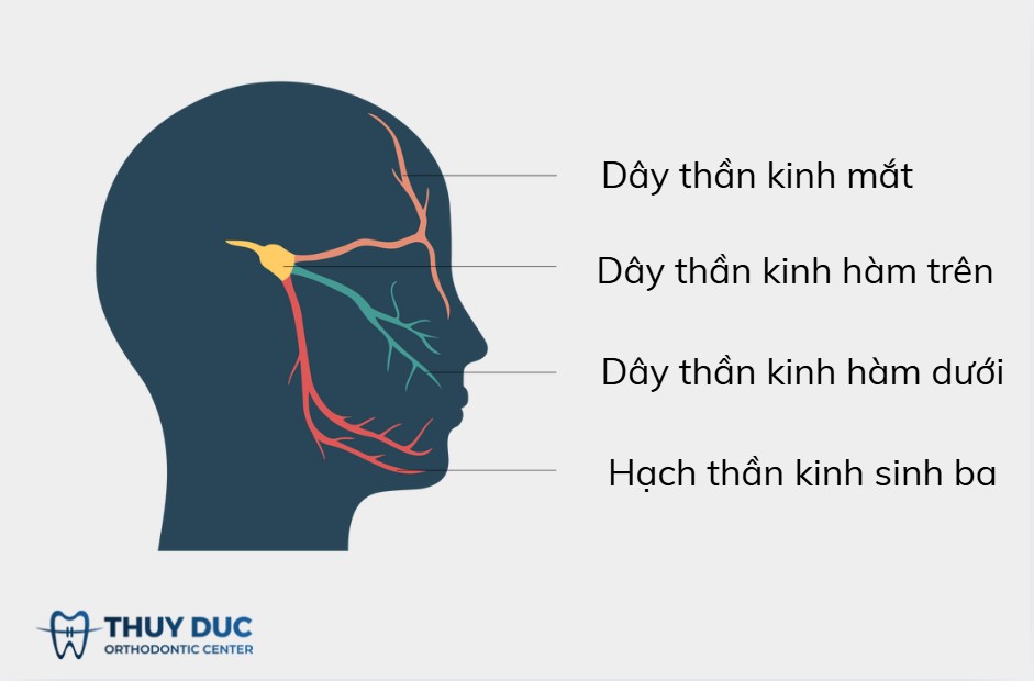 1.1. Cấu trúc giải phẫu liên quan 1