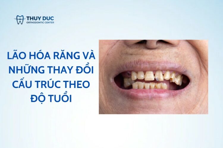 Lão hóa răng và những thay đổi cấu trúc theo tuổi
