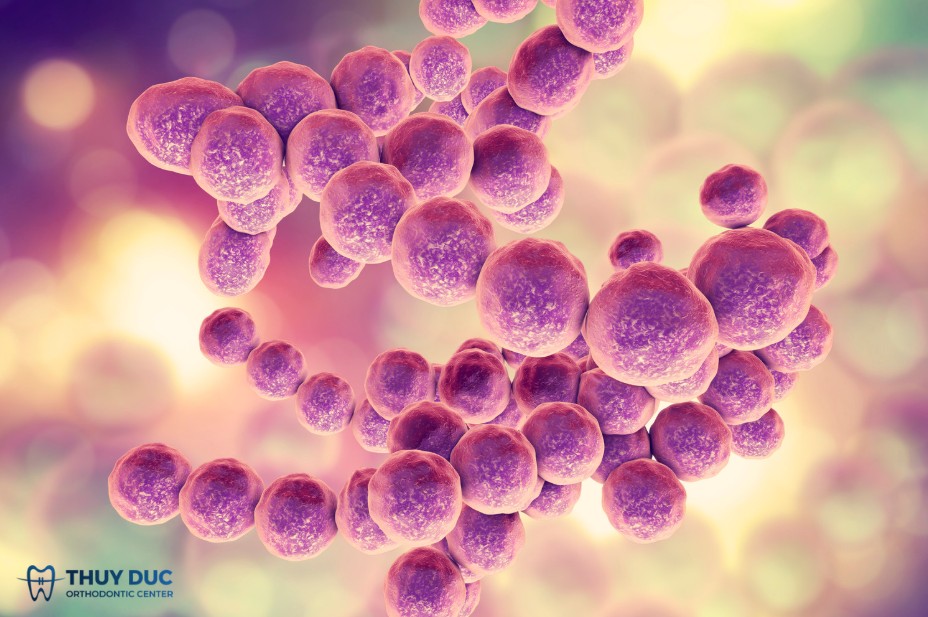 Streptococcus salivarius và các loài liên cầu không gây bệnh 1